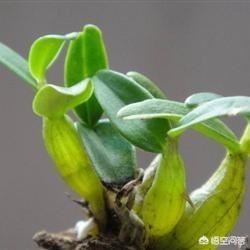 安徽的六安市有哪些特产？