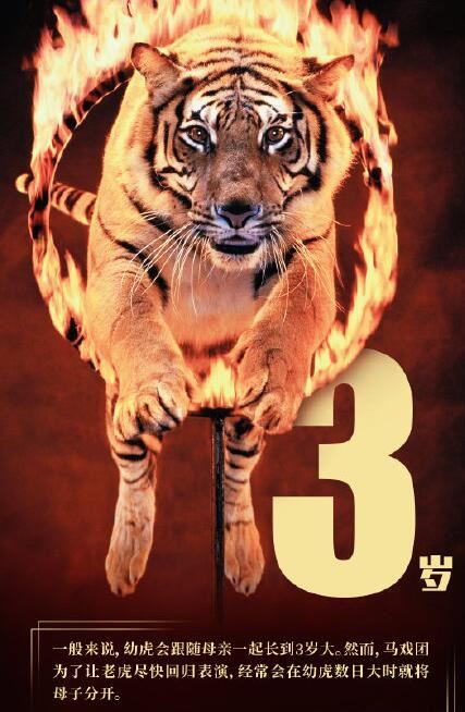 全球野生虎仅剩约4000只 世界上有哪些种类的老虎已经灭绝了