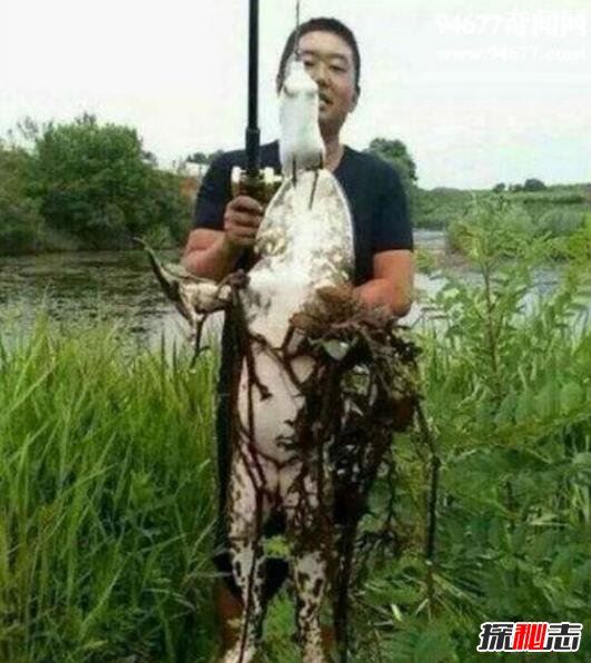 喀麦隆巨蛙的历史与命运 非洲巨型青蛙（图片）