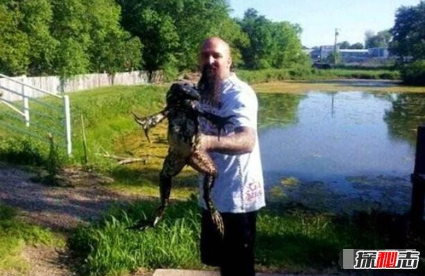 喀麦隆巨蛙的历史与命运 非洲巨型青蛙（图片）