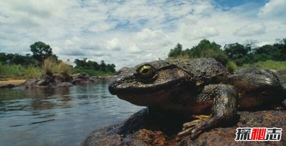 喀麦隆巨蛙的历史与命运 非洲巨型青蛙（图片）