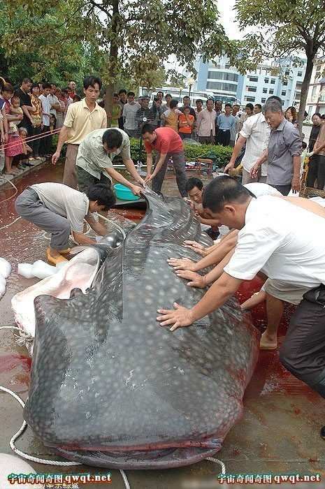 揭秘水库巨型吃人鲶鱼事件真相(图)