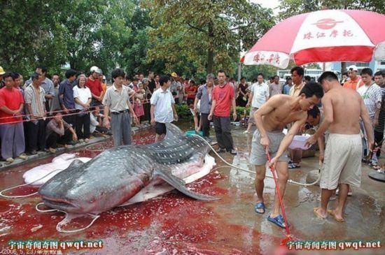 揭秘水库巨型吃人鲶鱼事件真相（图）