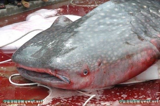 揭秘水库巨型吃人鲶鱼事件真相（图）