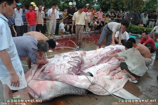 揭秘水库巨型吃人鲶鱼事件真相（图）