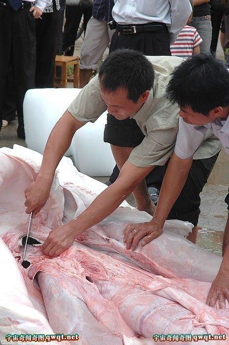 揭秘水库巨型吃人鲶鱼事件真相（图）