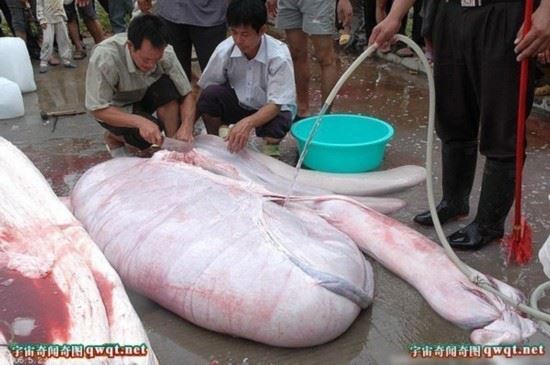 揭秘水库巨型吃人鲶鱼事件真相（图）