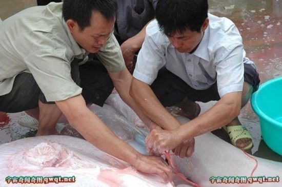 揭秘水库巨型吃人鲶鱼事件真相（图）