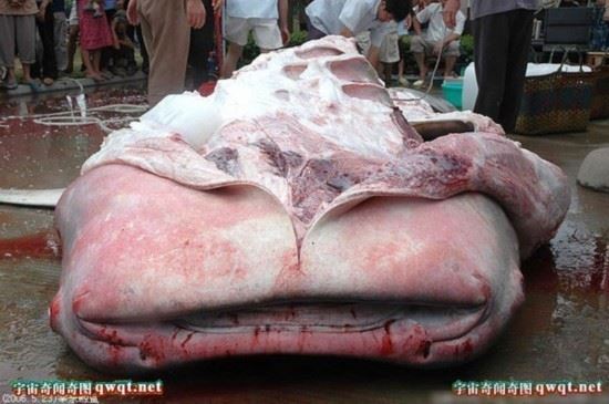 揭秘水库巨型吃人鲶鱼事件真相（图）