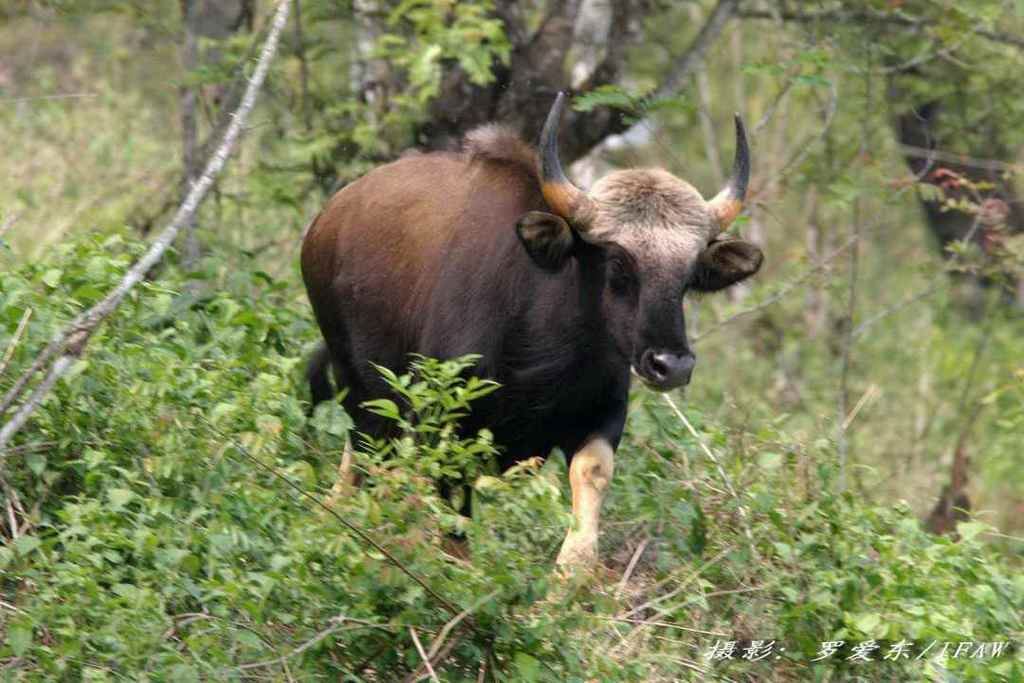 印度野牛