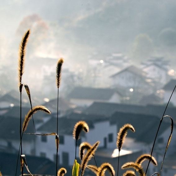 洗清秋