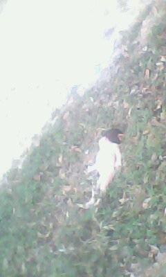 《河南省、平舆县——发现被人狠心抛弃的女婴（死婴）》