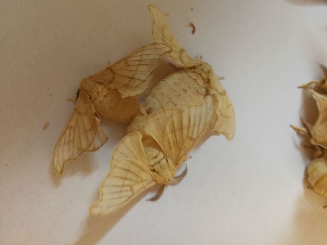 观蚕蛾交配的几点感想