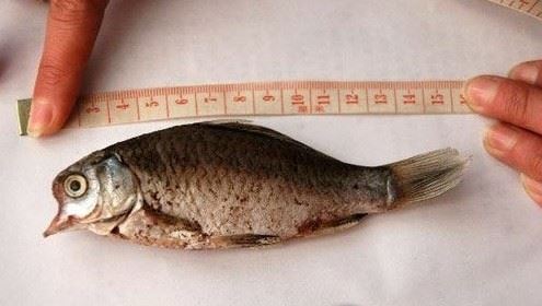 日本人因当年核辐射已经变异！