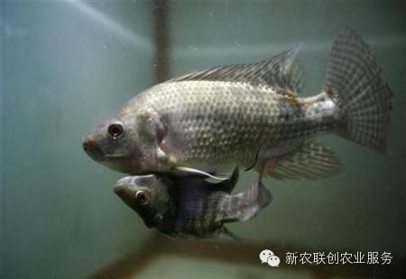 日本人因当年核辐射已经变异！