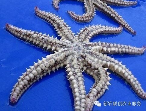日本人因当年核辐射已经变异!