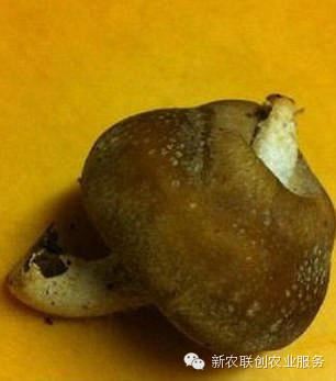 日本人因当年核辐射已经变异！