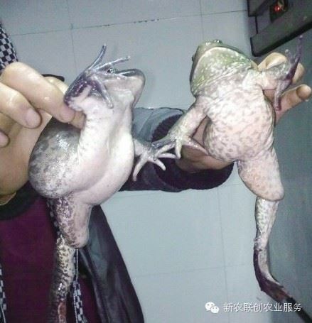 日本人因当年核辐射已经变异！