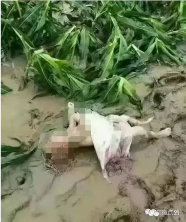 河北邢台水库泄洪之后，那些在睡梦中消失的生命……