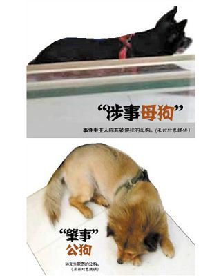 以“母狗遭强奸”索赔10万，是“狗思维”