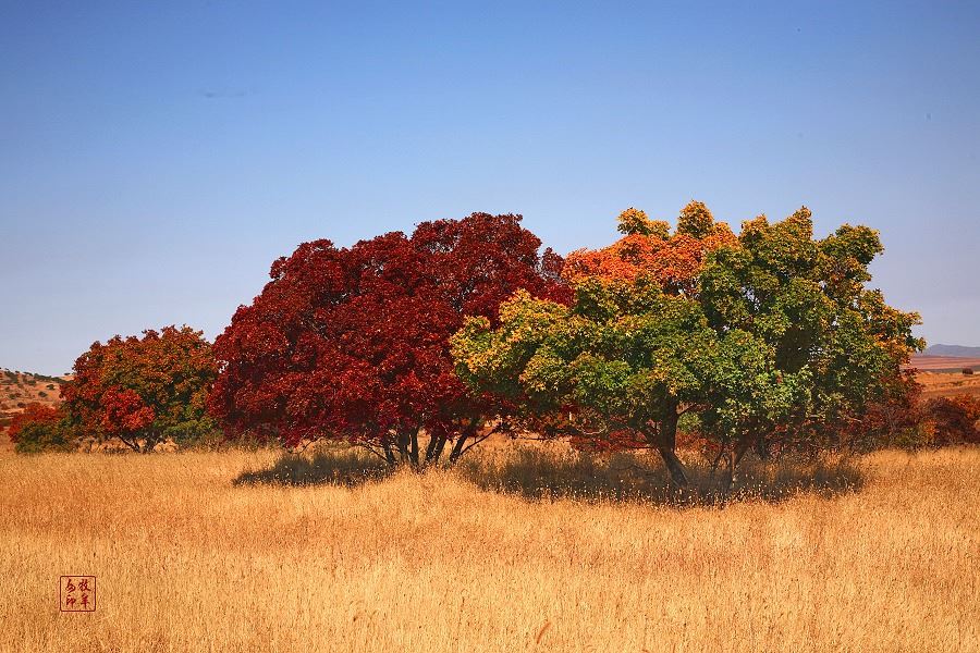 [原创] 五角枫之旅（五）神奇的五角枫