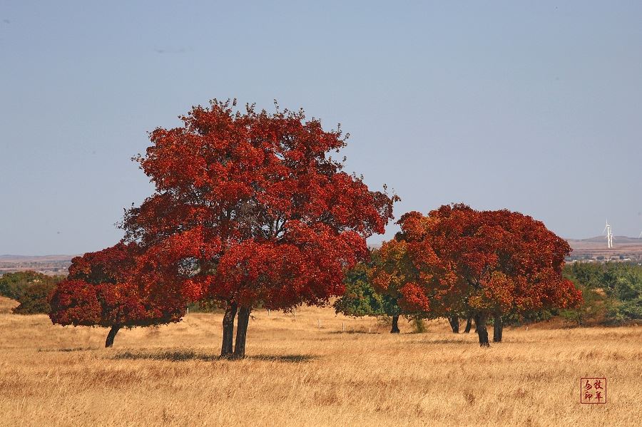 [原创] 五角枫之旅（五）神奇的五角枫