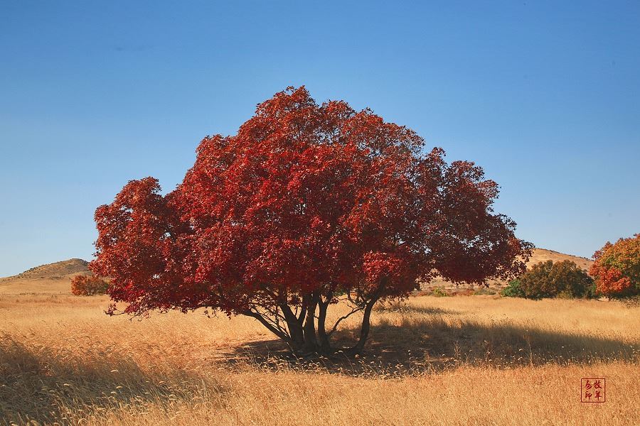 [原创] 五角枫之旅（五）神奇的五角枫