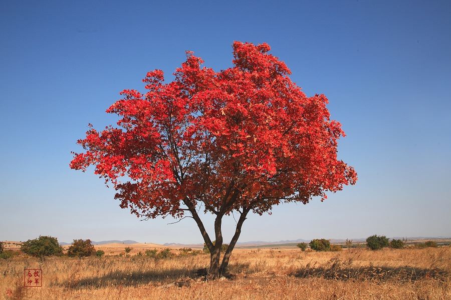 [原创] 五角枫之旅（五）神奇的五角枫