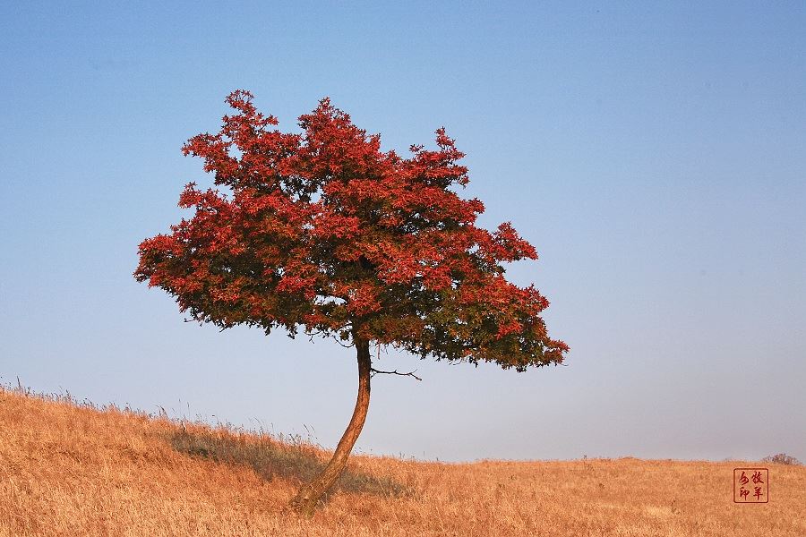 [原创] 五角枫之旅（五）神奇的五角枫