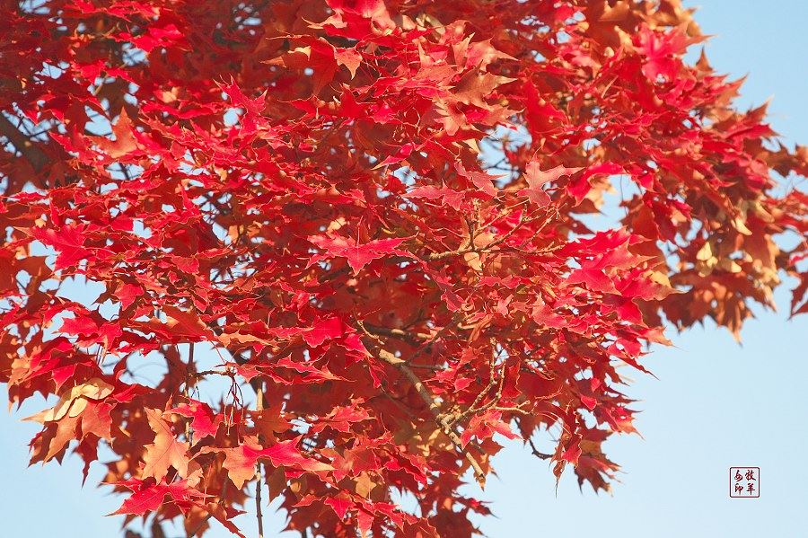 [原创] 五角枫之旅（五）神奇的五角枫