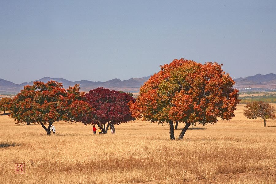 [原创] 五角枫之旅（五）神奇的五角枫
