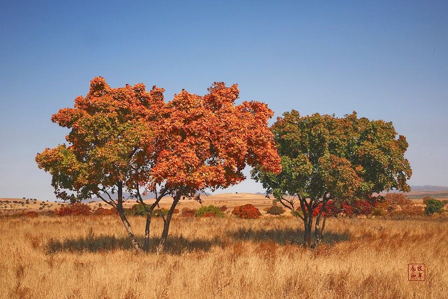 [原创] 五角枫之旅（五）神奇的五角枫