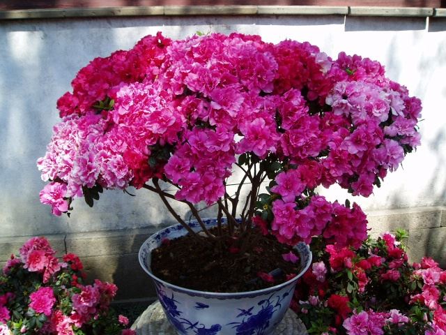 苏州园林介绍之拙政园