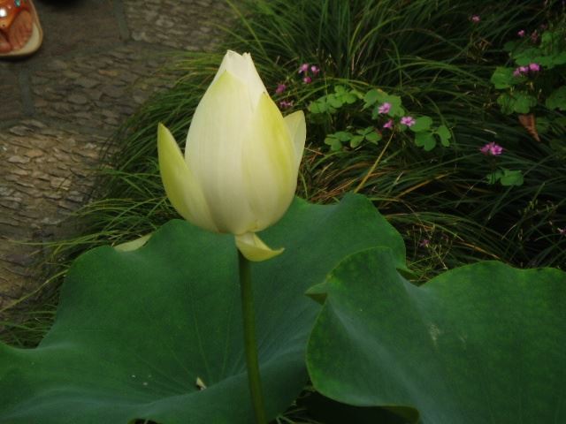 苏州园林介绍之拙政园