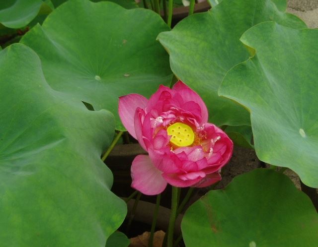 苏州园林介绍之拙政园