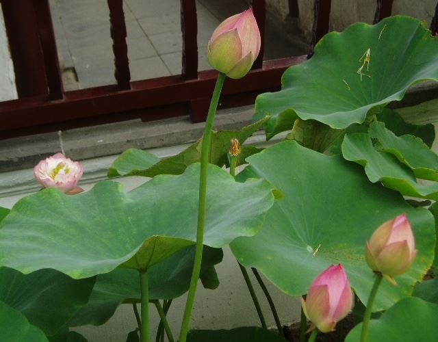 苏州园林介绍之拙政园