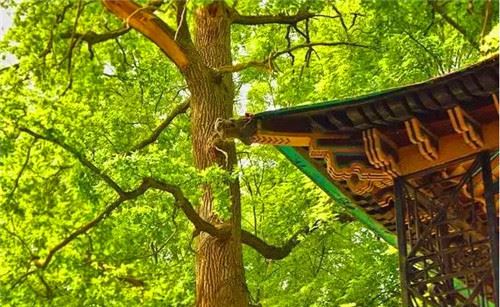 中国古建筑特有的结构——斗拱