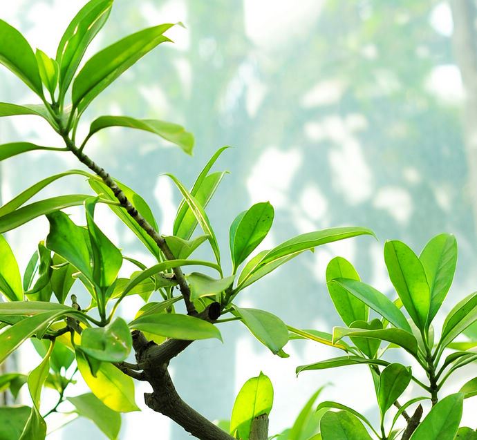 中科院香山植物园
