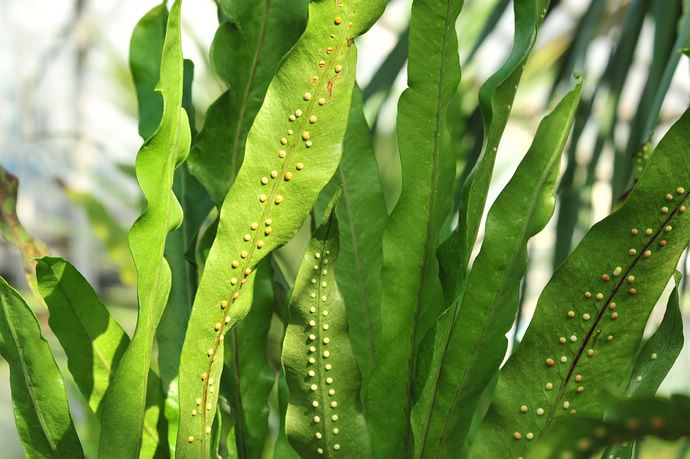 中科院香山植物园