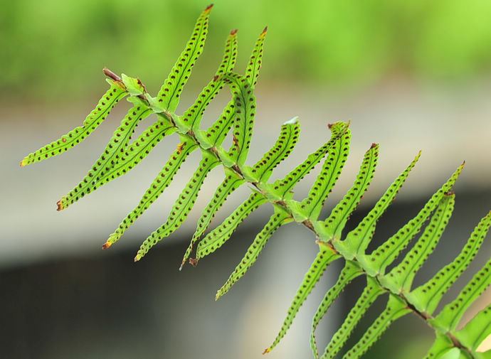 中科院香山植物园