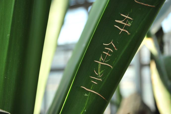 中科院香山植物园