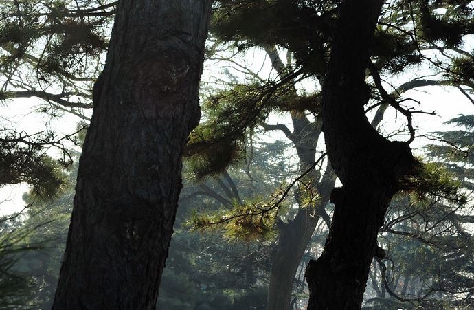 中科院香山植物园