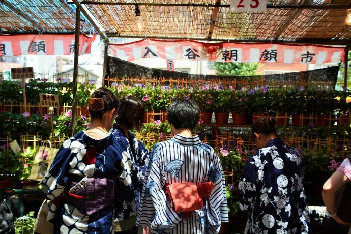 与日本文化息息相关的牵牛花