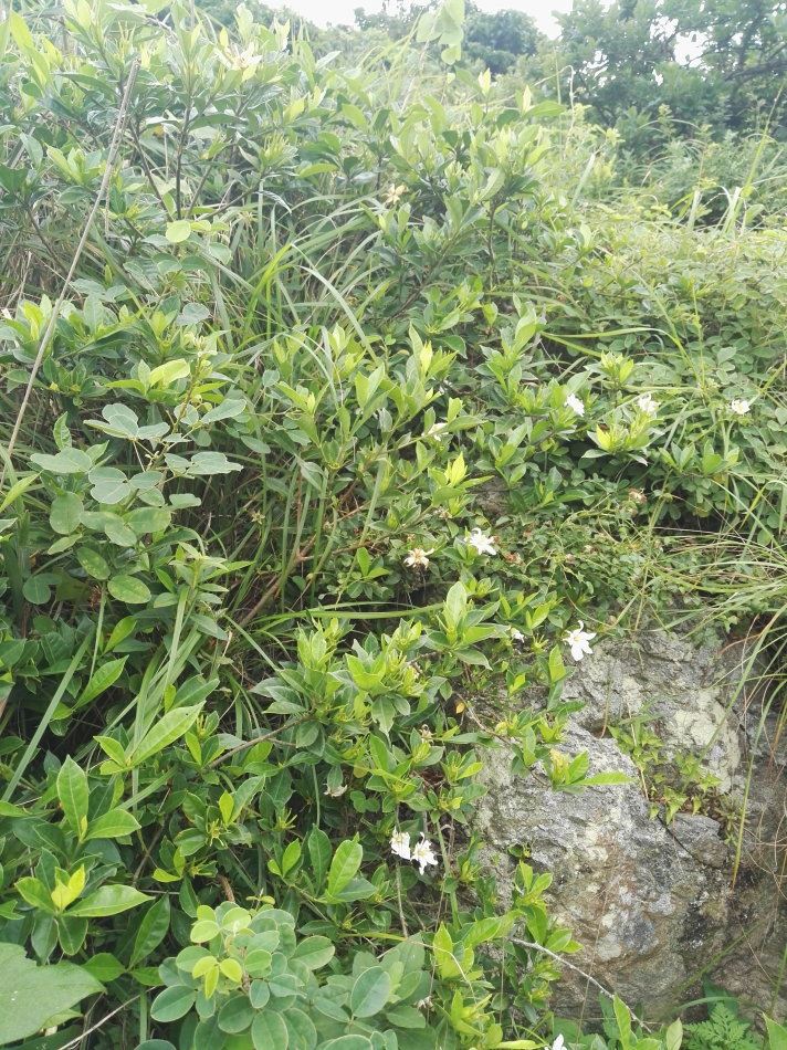 一江山岛一言难尽