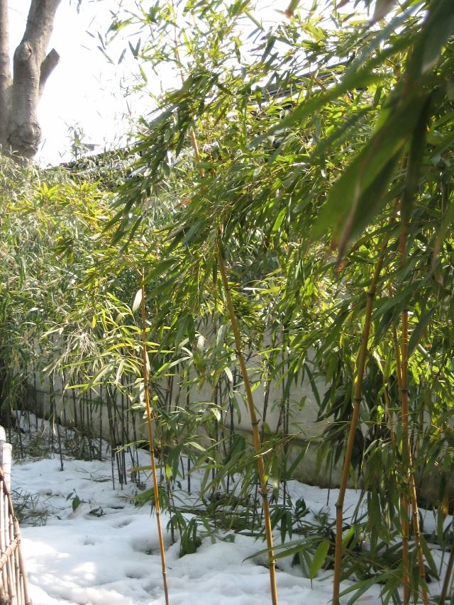 苏州园林介绍之沧浪亭