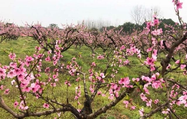 2019年武汉市新洲区李集街第八届桃花节节目主持词