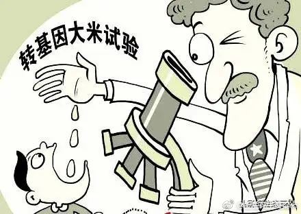 如何鉴别防范转基因大米？