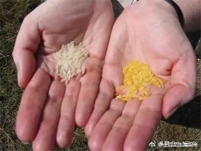 如何鉴别防范转基因大米？