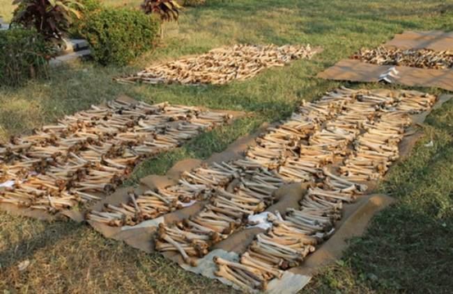 革命的红色高棉