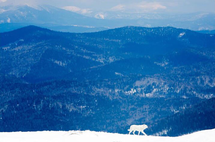 俄罗斯美女在哪儿大秀雪地比基尼？